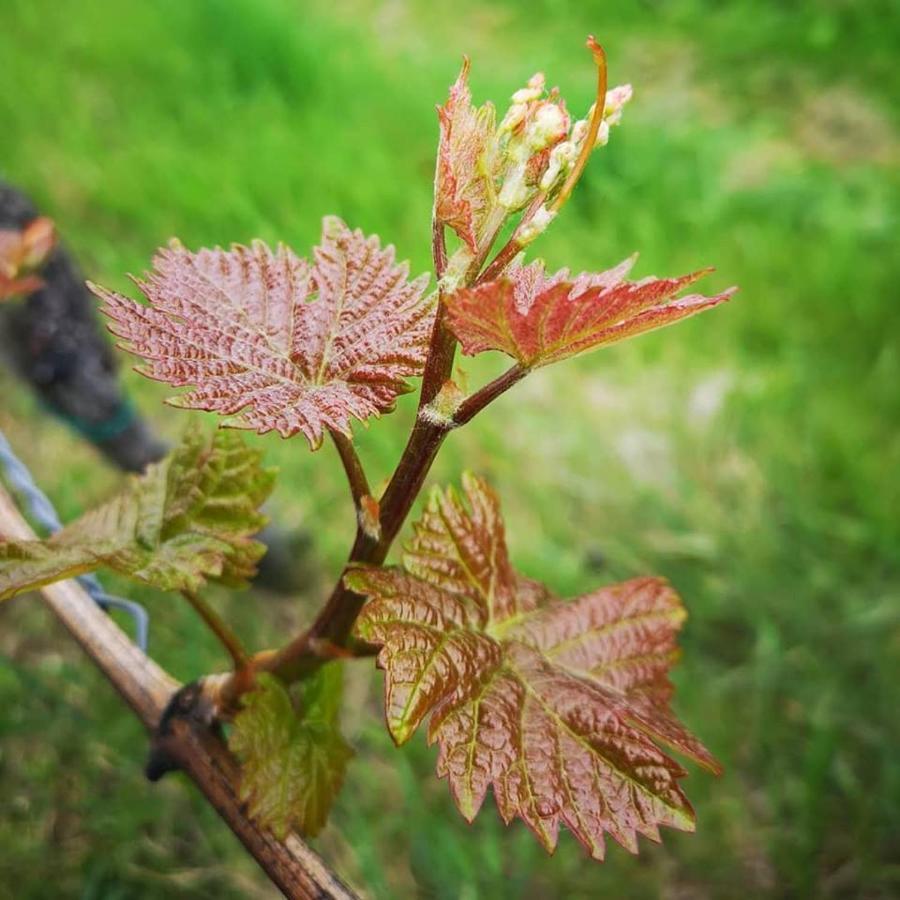 Weingut Albert, Familie Cramer Bed & Breakfast คิทเซค อิม เซาซาล ภายนอก รูปภาพ